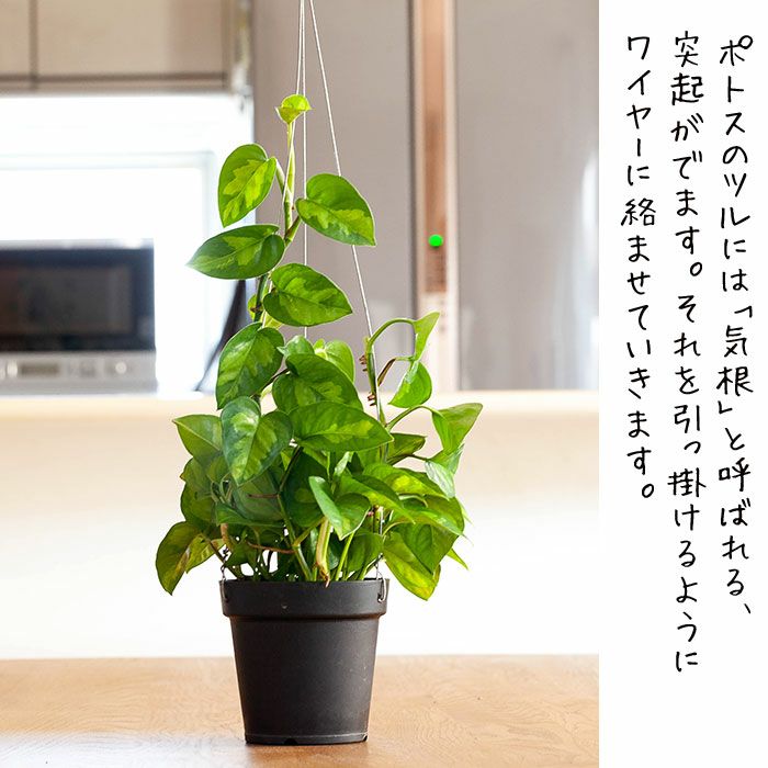 吊るすポトス『吊り下げ（ハンギング）鉢』｜予約受付：e花屋さん