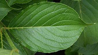 ハコネウツギ Weigela coraeensis スイカズラ科 Caprifoliaceae