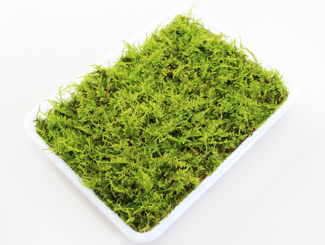 シノブゴケミニパック（L）(256×189mm) | 苔の販売専門店モスファーム