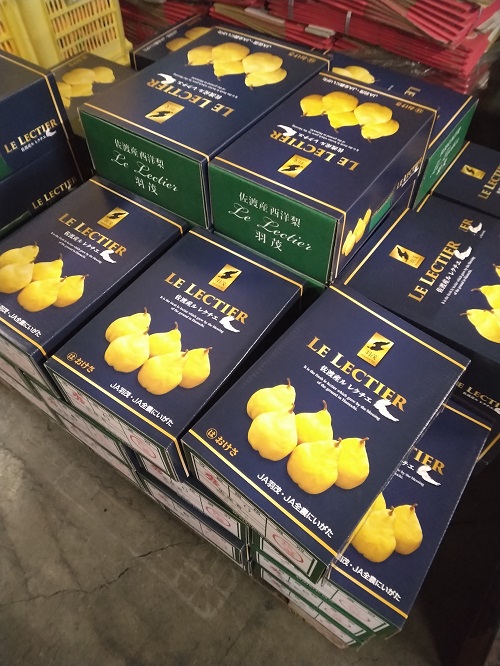 新潟の冬の贈り物 2025 ル・レクチェ｜長岡中央青果株式会社