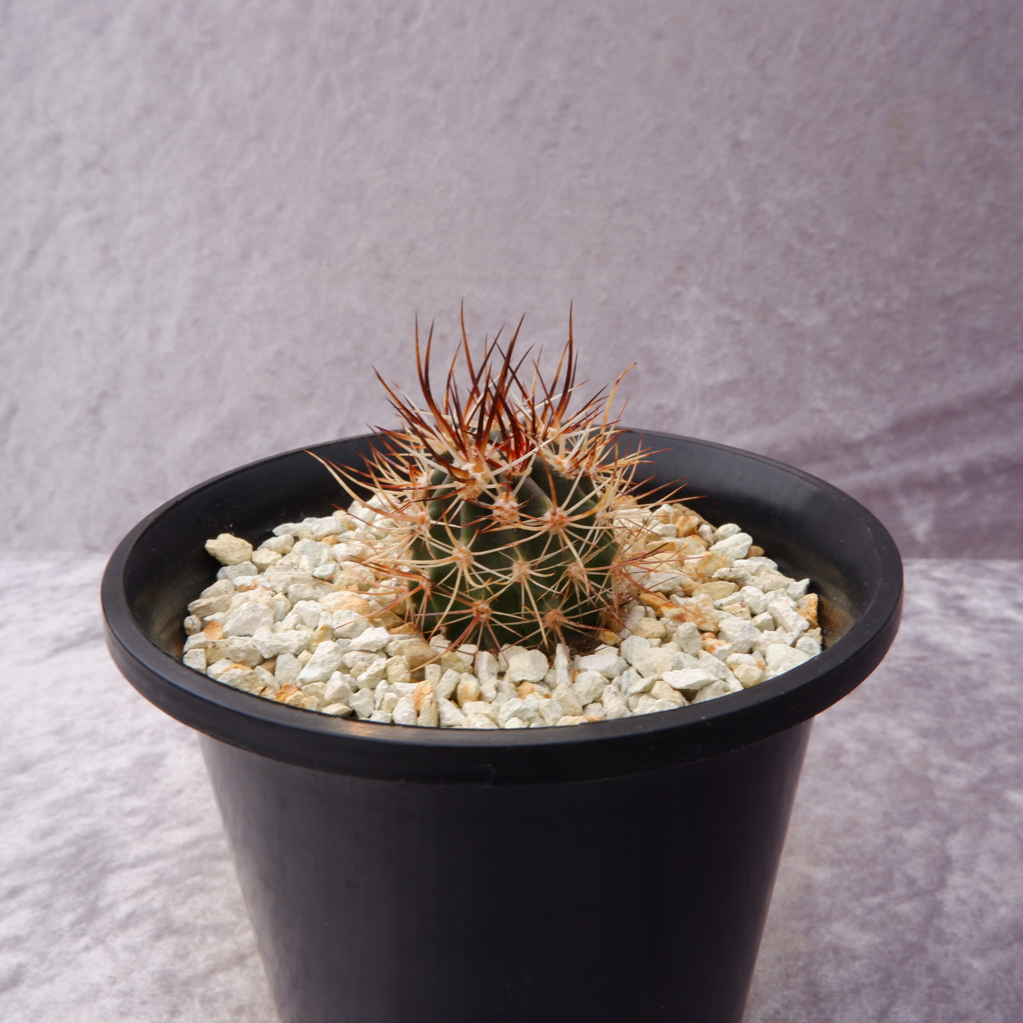 商品詳細 - 信州西沢サボテン園