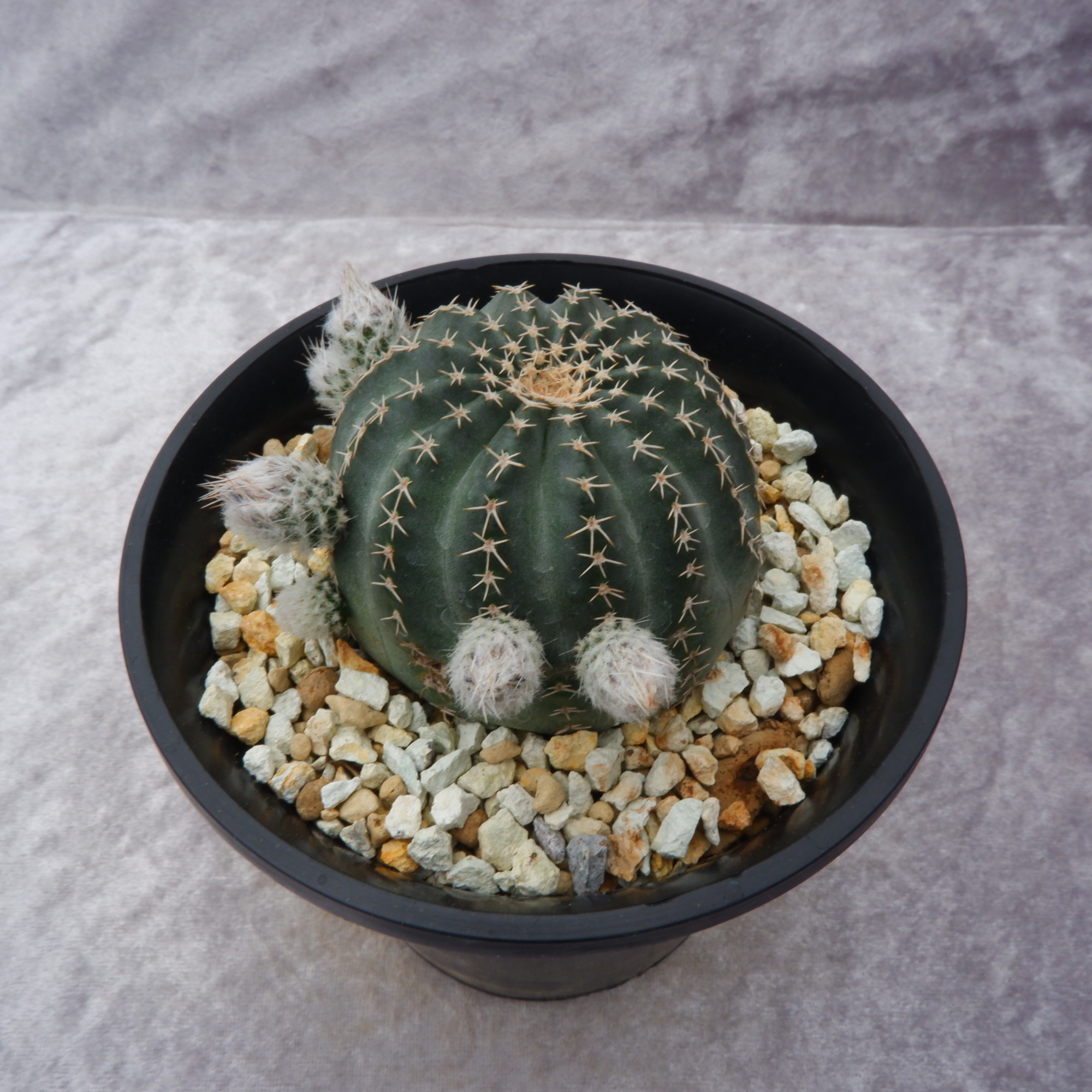 商品詳細 - 信州西沢サボテン園