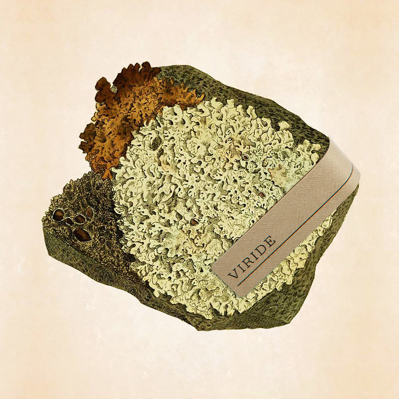 ヴィリデ｜緑 – NOSE SHOP