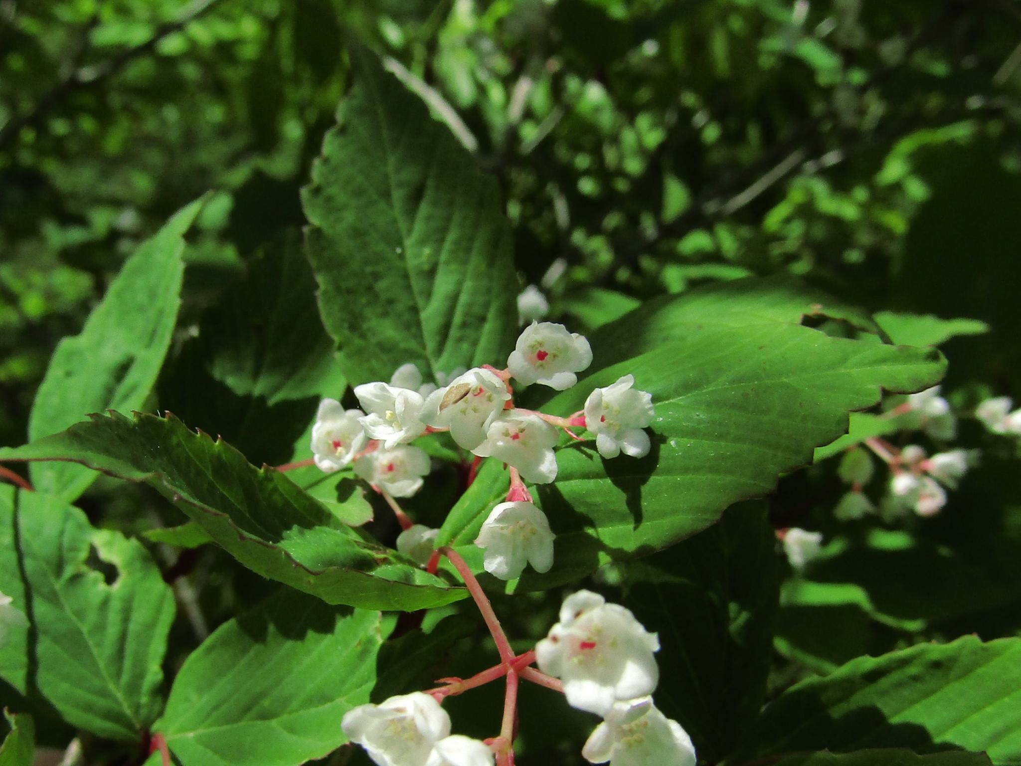 奥多摩植物目録