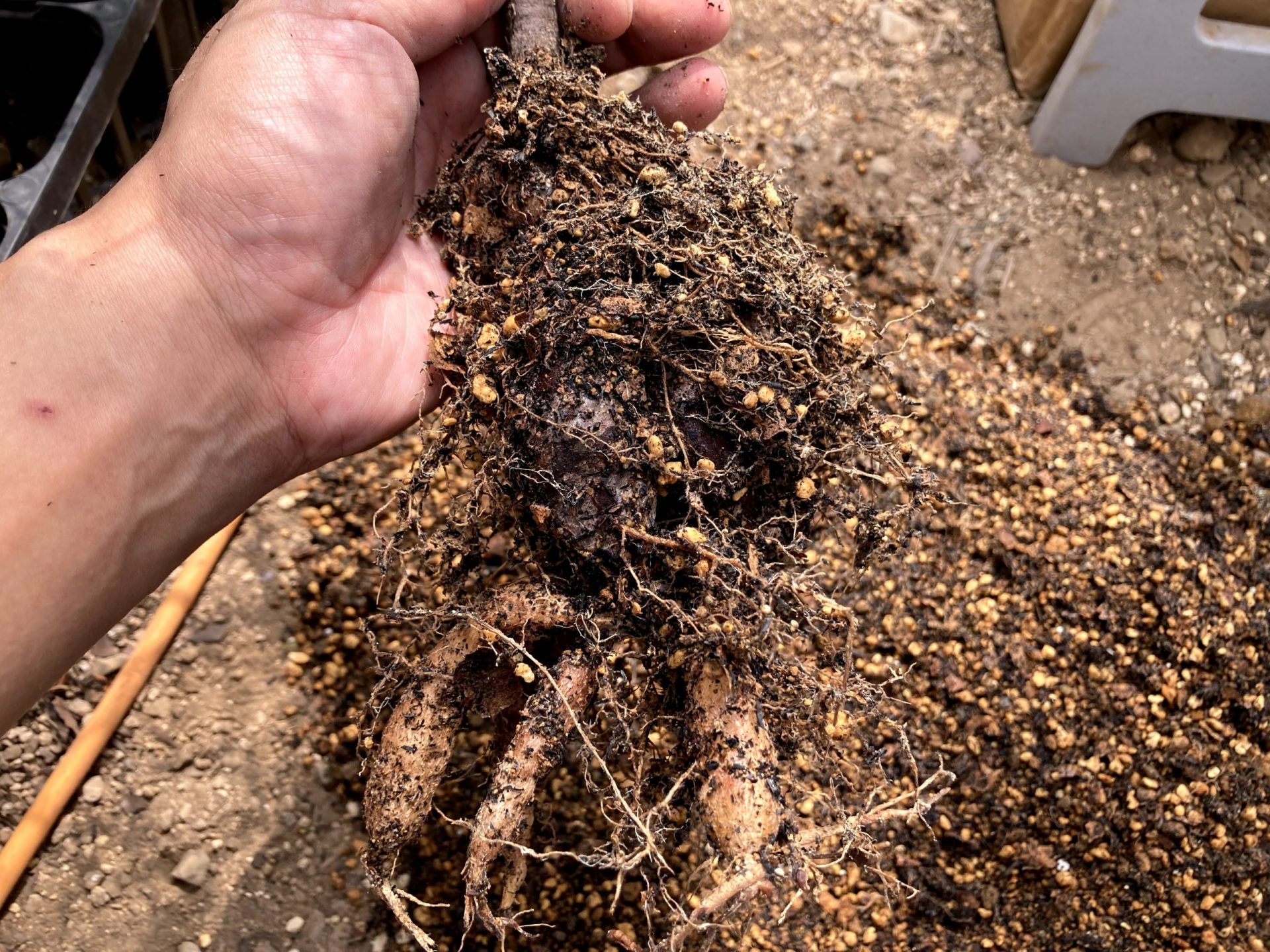 オペルクリカリアパキプスの成長記録 | ononomichi