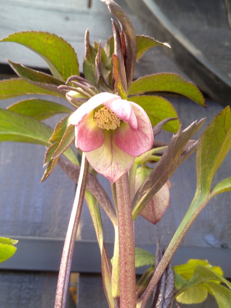 ガーデンセンター八千代店】 #大木ナーセリー さんより #クリスマス