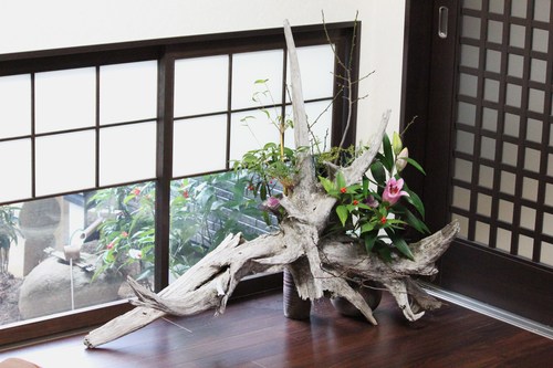 流木を利用した生花 : 団塊夫婦・山野草に魅せられて