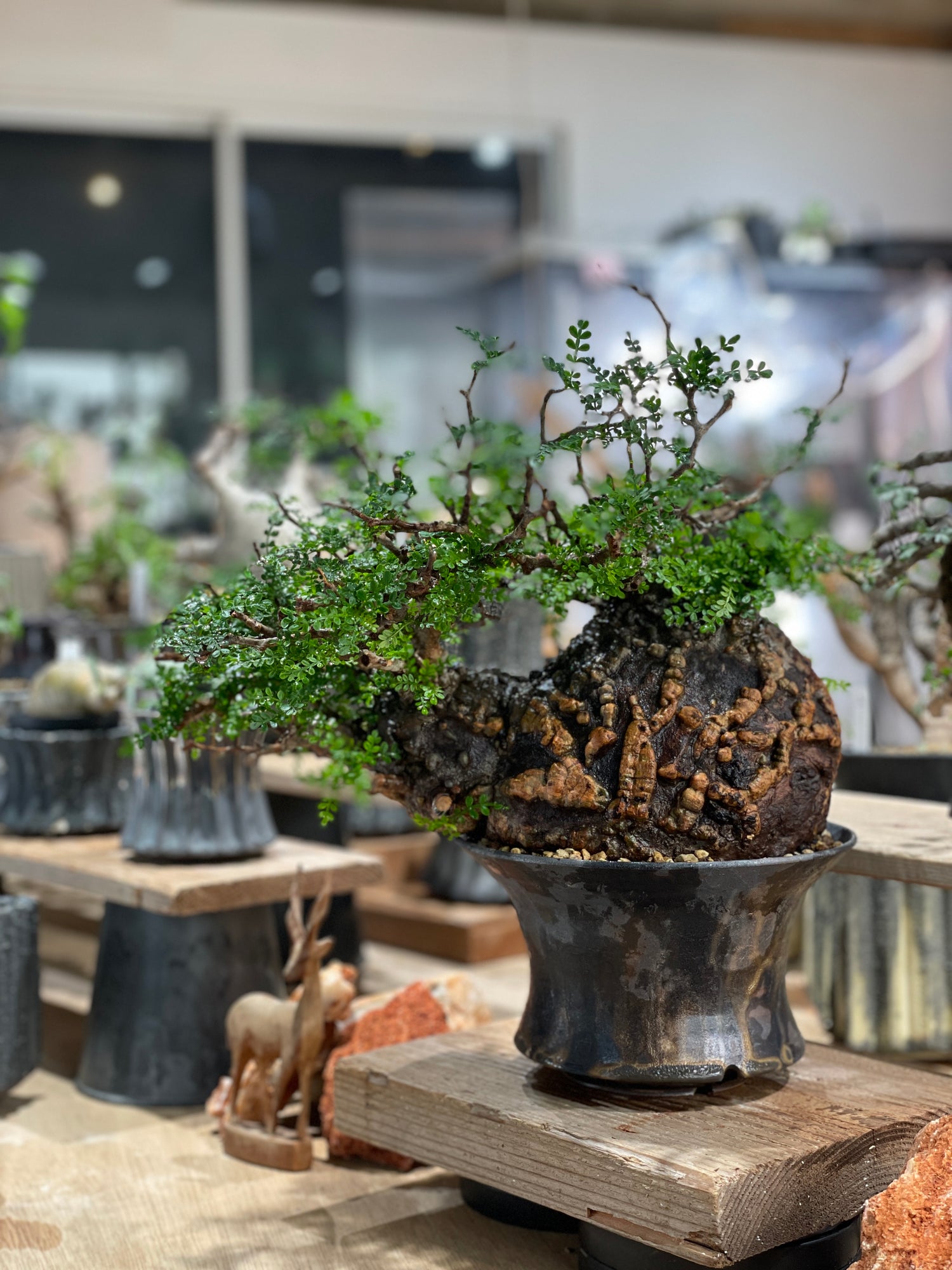 KIKKO 吉光窯 HUSIME XL 検）アガベ 作家鉢 パキプス グラキリス 作家