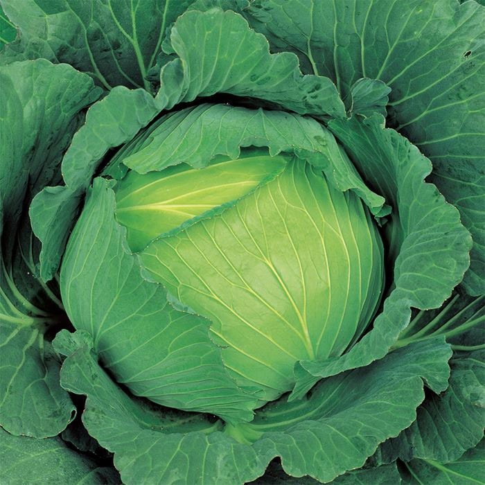 キャベツ 冬藍｜種（タネ）,球根,苗,資材,ガーデニンググッズの通販は