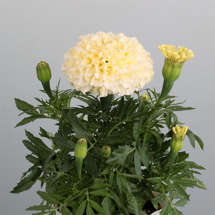 マリーゴールド ホワイトゴールド ミニ｜種（タネ）,球根,苗,資材