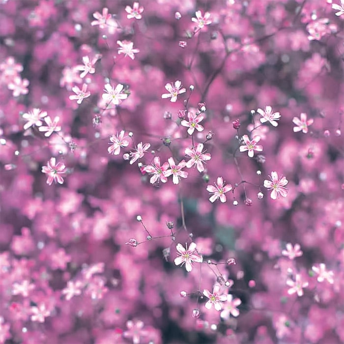 ジプソフィラ（かすみ草） エレガンス ローズ｜種（タネ）,球根,苗