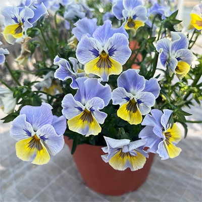 ビオラ ラ・カゼッタ ブルーフリル｜種（タネ）,球根,苗,資材