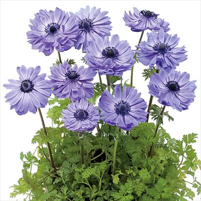 アネモネ ポルト ダブル ブルー｜種（タネ）,球根,苗,資材