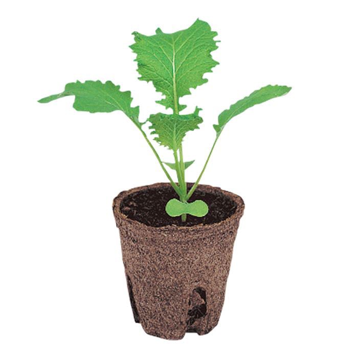 ジフィーポット（そのまま植えられるエコポット）｜種（タネ）,球根,苗