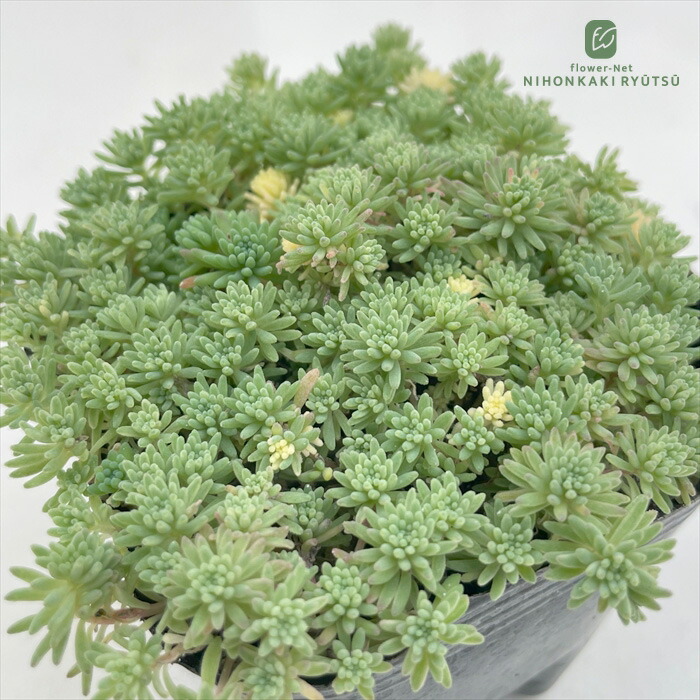楽天市場】多肉植物 seセダム そよ風の天使 多肉植物 セダム ブレビ