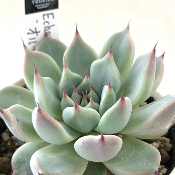 楽天市場】多肉植物 yukエケベリア 白くま 多肉植物 優木園さんの苗