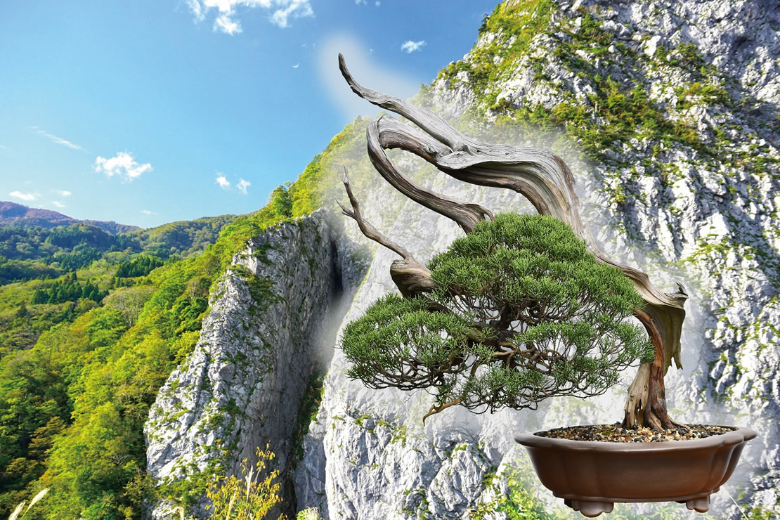 糸魚川真柏とは | 糸魚川真柏活用プロジェクト