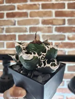 2026年最新】チタノタ悪魔くんの人気アイテム - メルカリ