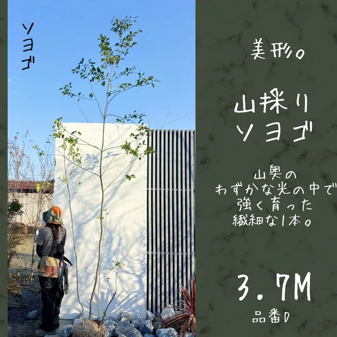 2026年最新】山採り ソヨゴの人気アイテム - メルカリ