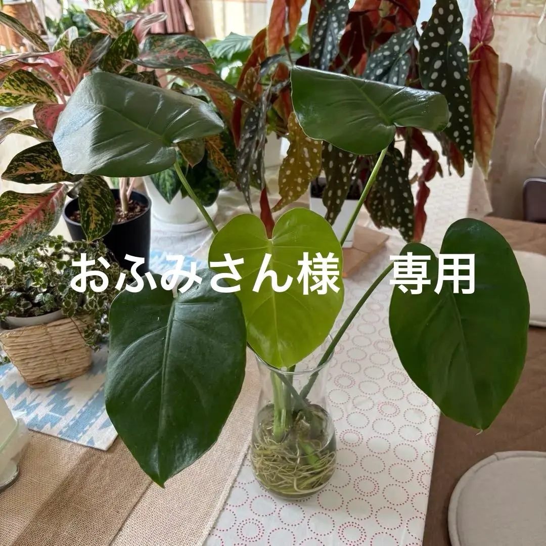 2026年最新】モンステラ根上がりの人気アイテム - メルカリ