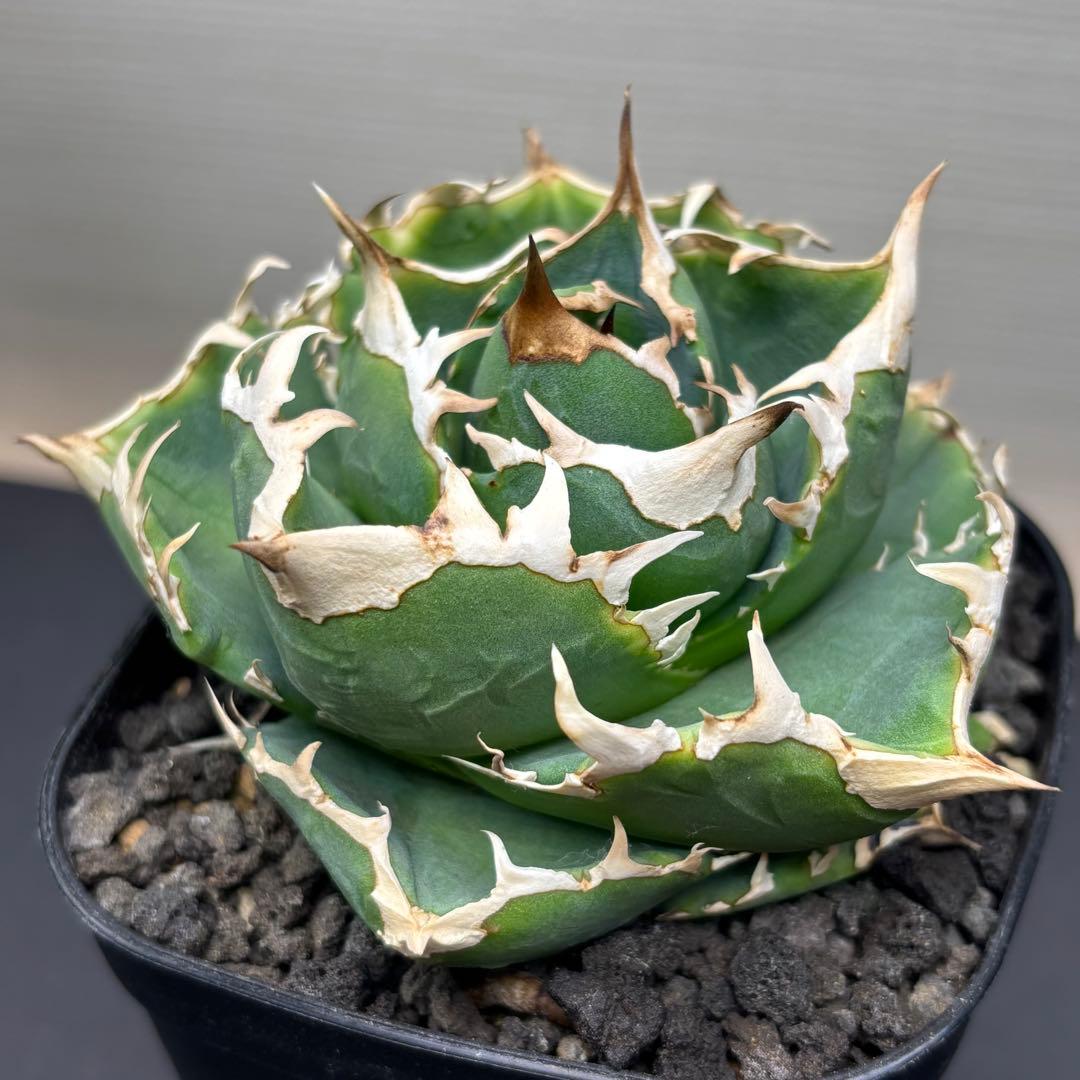 アガベ 追星 cok-cg01 子株 - メルカリ