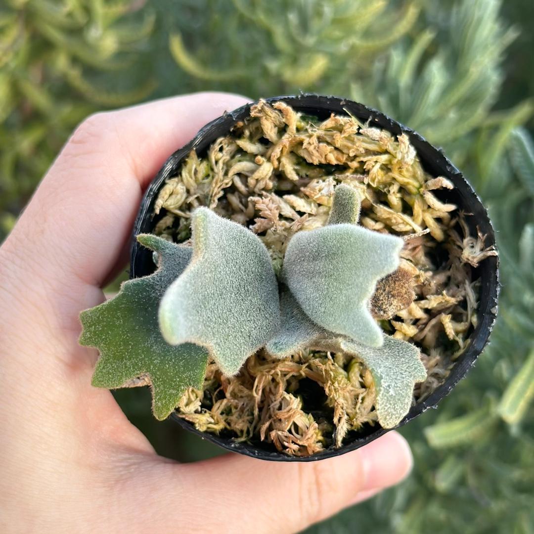 P.willinckii 'Asurada' Spore 209 - メルカリ