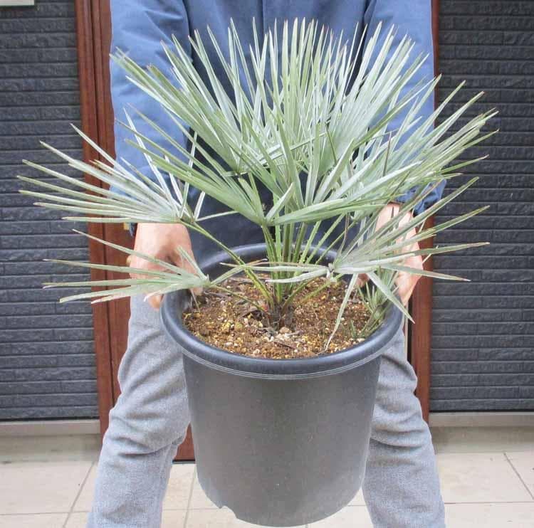 現品】チャメロプス・フミリス・セリフェラ/シルバーリーフ 9号 T9番